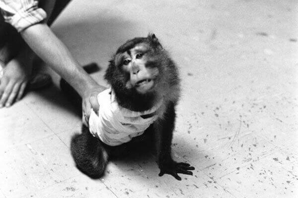 Image for the silver spring monkeys article