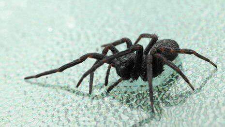 Spider