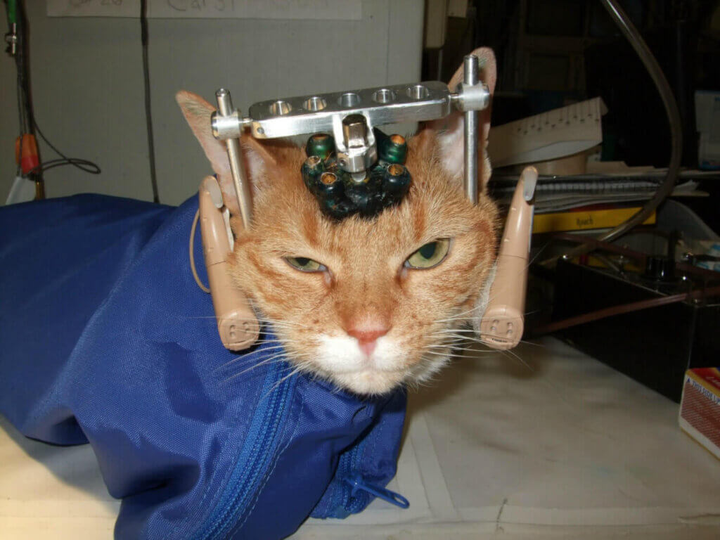 Double Trouble, the cat, being subjected to cruel experiments