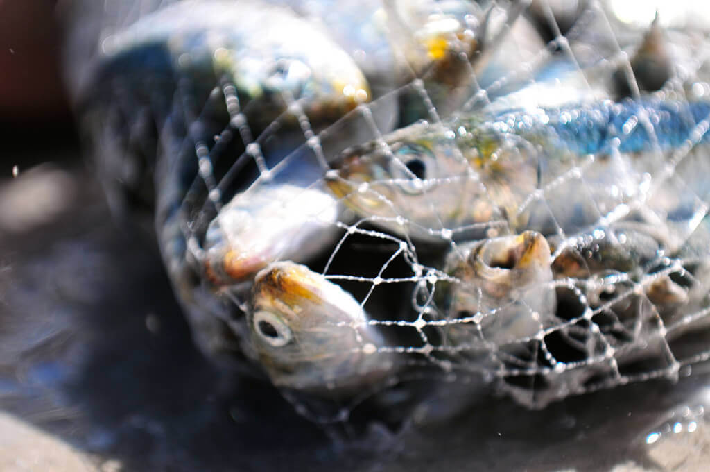 Sad fish trapped in a net
