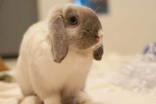Pickles the Bunny