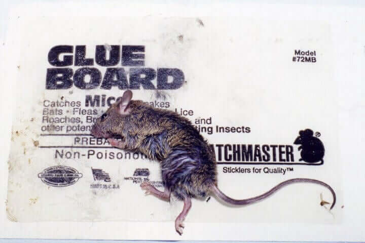 "Glue Board" mouse who was caught in a glue trap