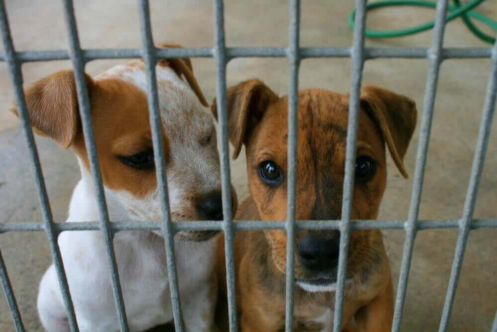 Two puppies in a cage