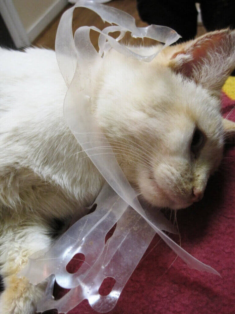 A feral cat's neck caught in a six-pack ring