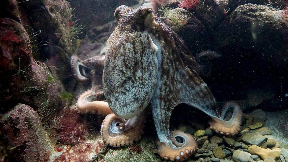 An octopus stretched out over a rock