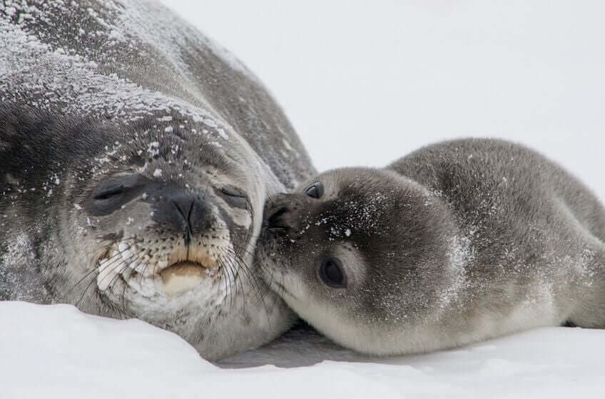 Mother seal with her baby