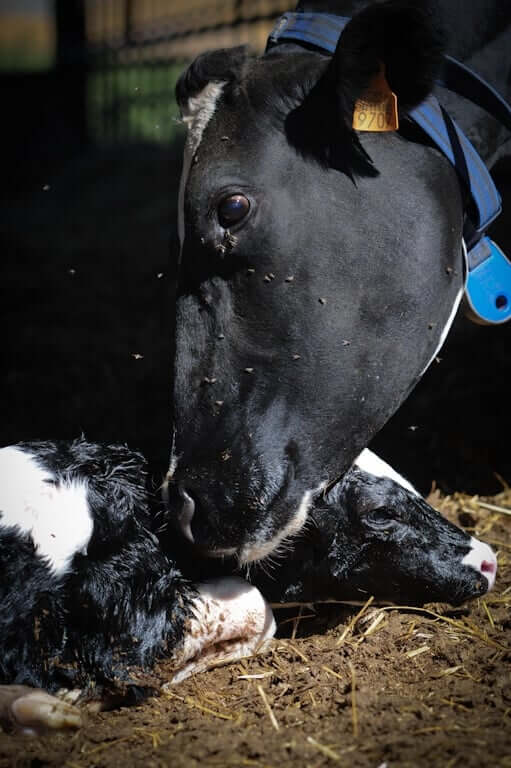 Mother Cow with Newborn Calf