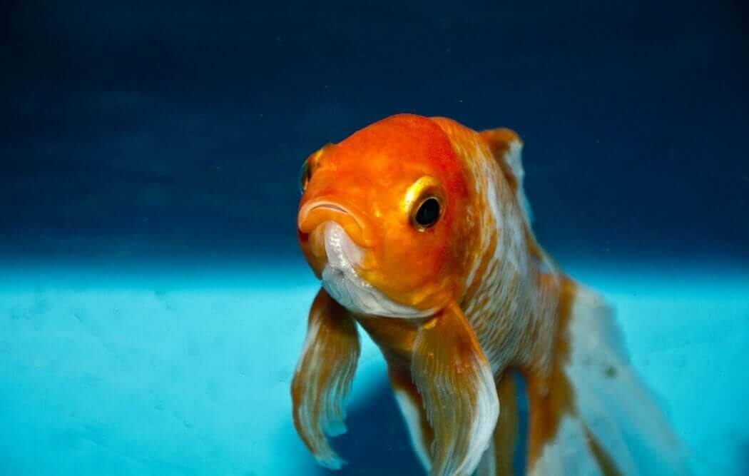 Sad goldfish