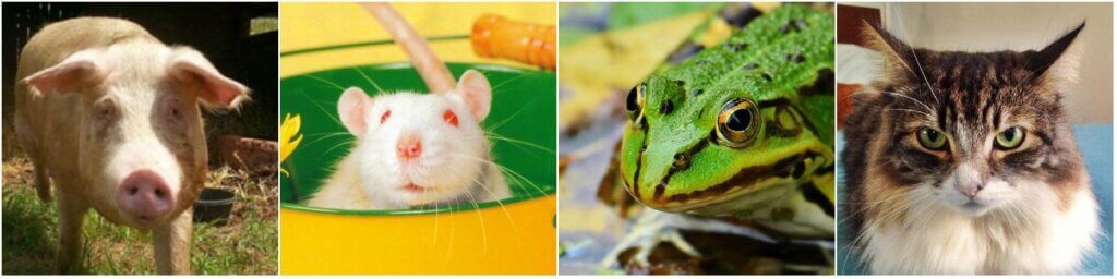 Collage of animals who are often used for dissection