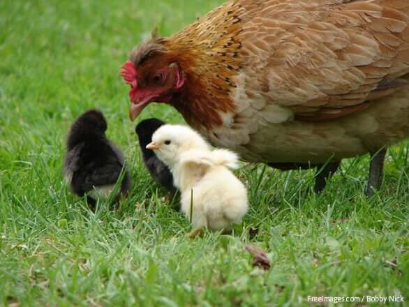 A mother hen and her three baby chicks in grass