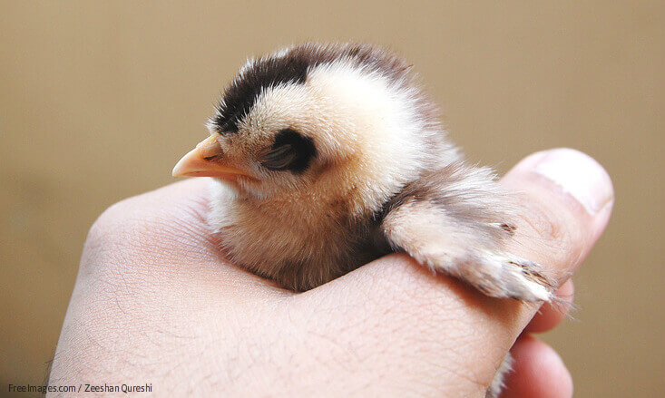 A student's hand holding a chick