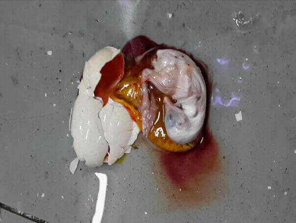 dead which with broken shell