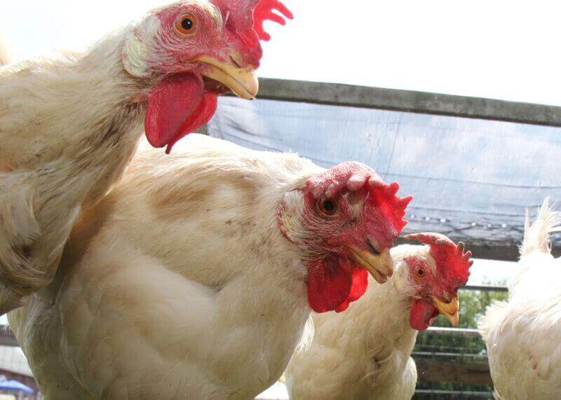 Three adult chickens look to camera
