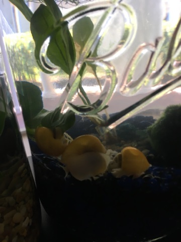 Snails used as tools