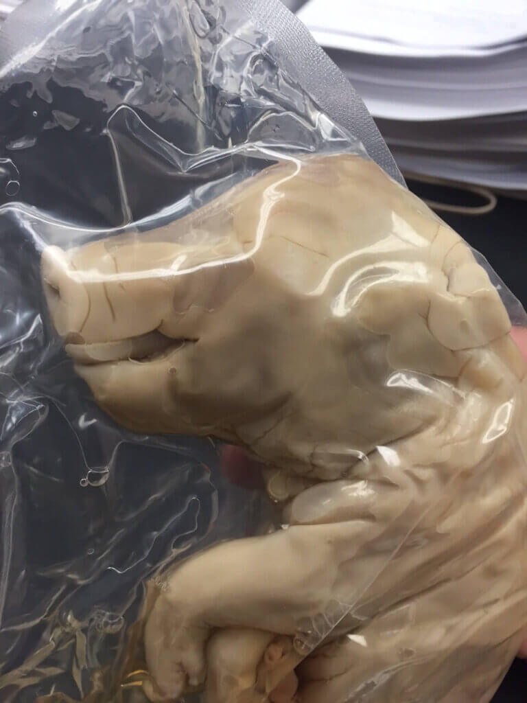 Dissection fetal pig