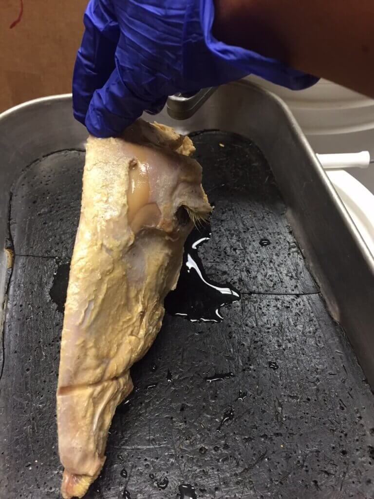 Dissection sheep head on tray