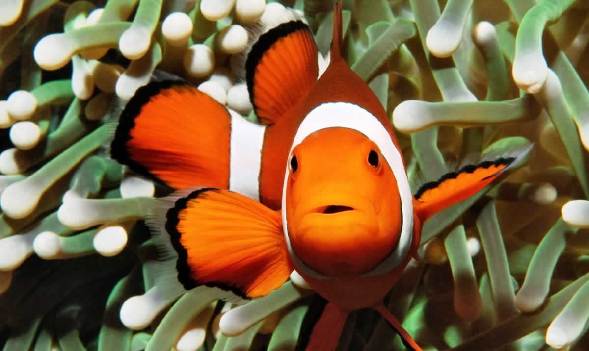 Rescue videos aren't just fun to watch—use them to motivate students to learn about and be kind to animals.