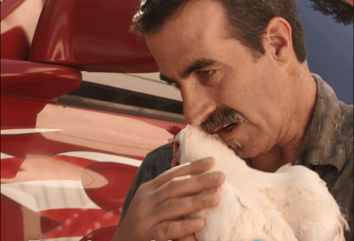 Truck drivers rescue Lucky the chicken from slaughterhouse truck