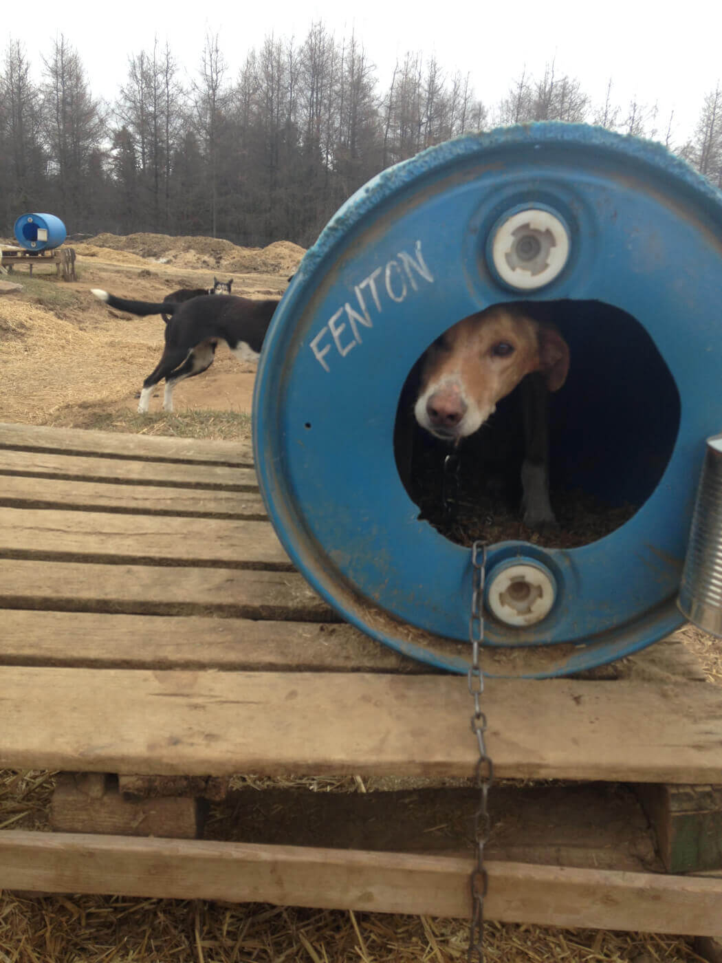 dog in a barrel