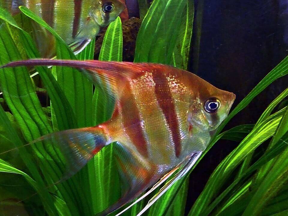 Angel Fish