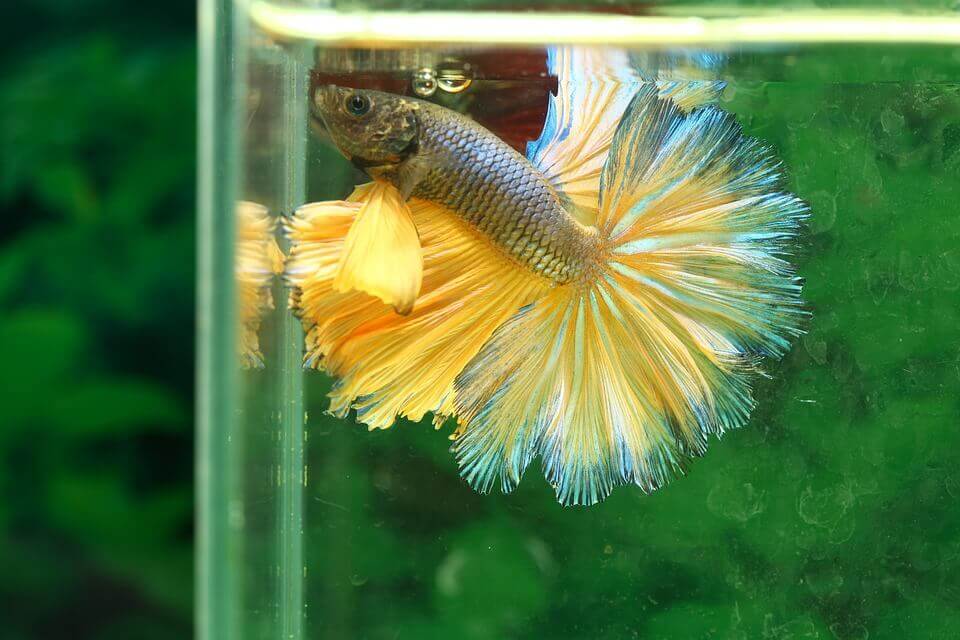 Sad betta fish in a tank