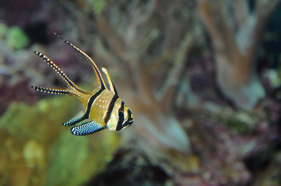Cardinalfish