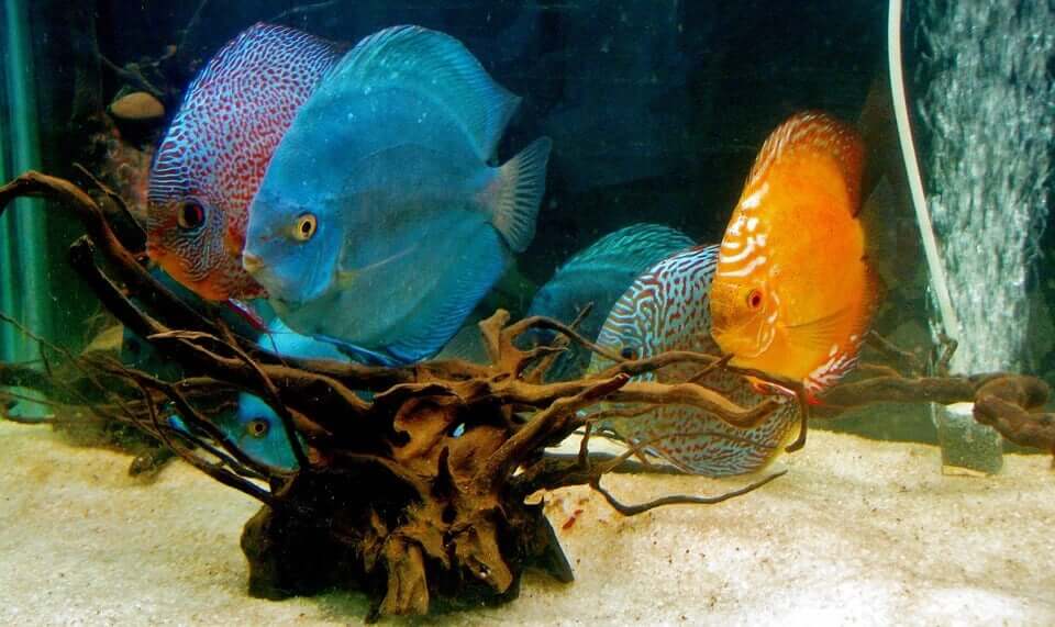 Discus fish in a crowded tank