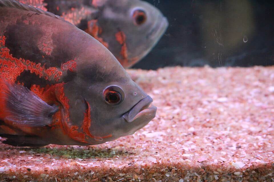 Fish in a tank