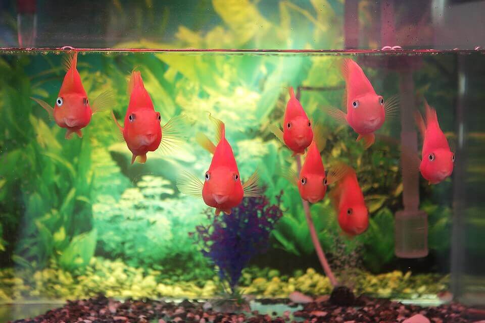 A group of fish in a tank that is too small for them.