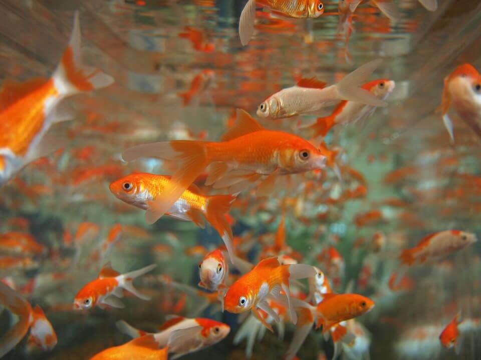 Goldfish in a crowded tank