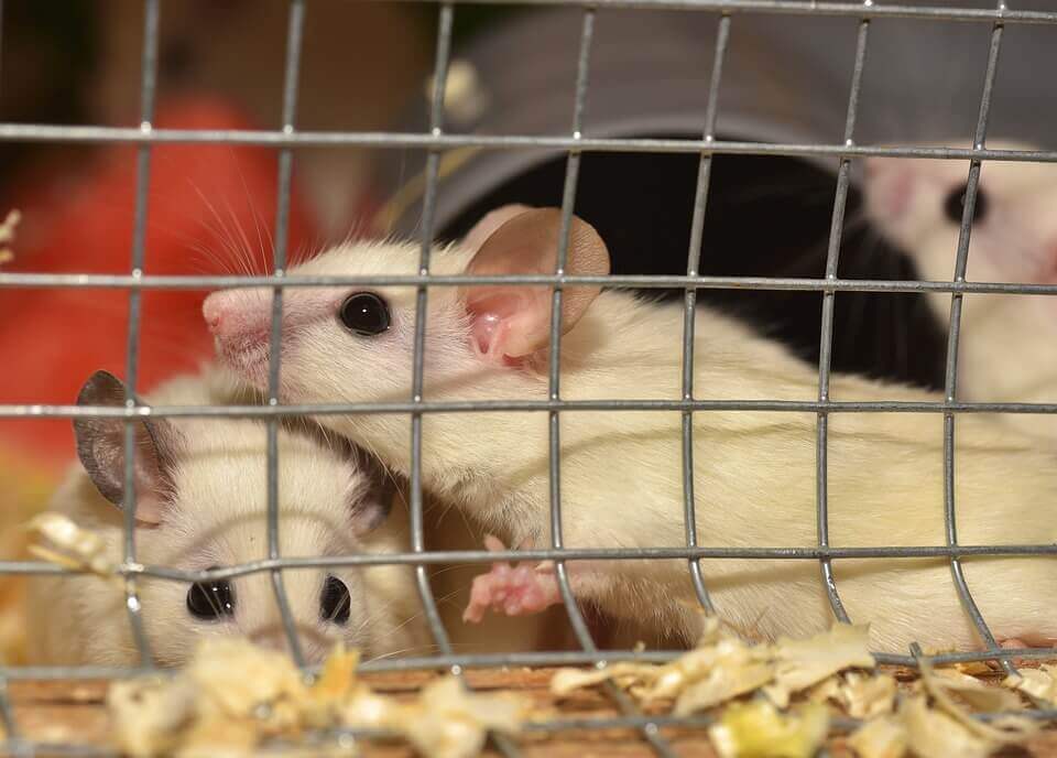 Mice in a cage, cuddling together for comfort.