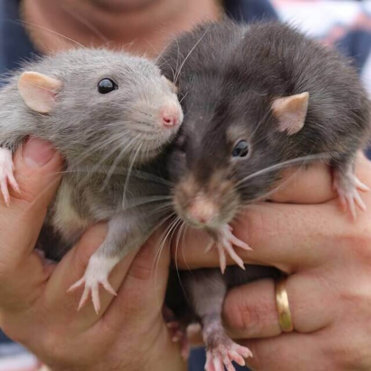 Two rats held by human hands.