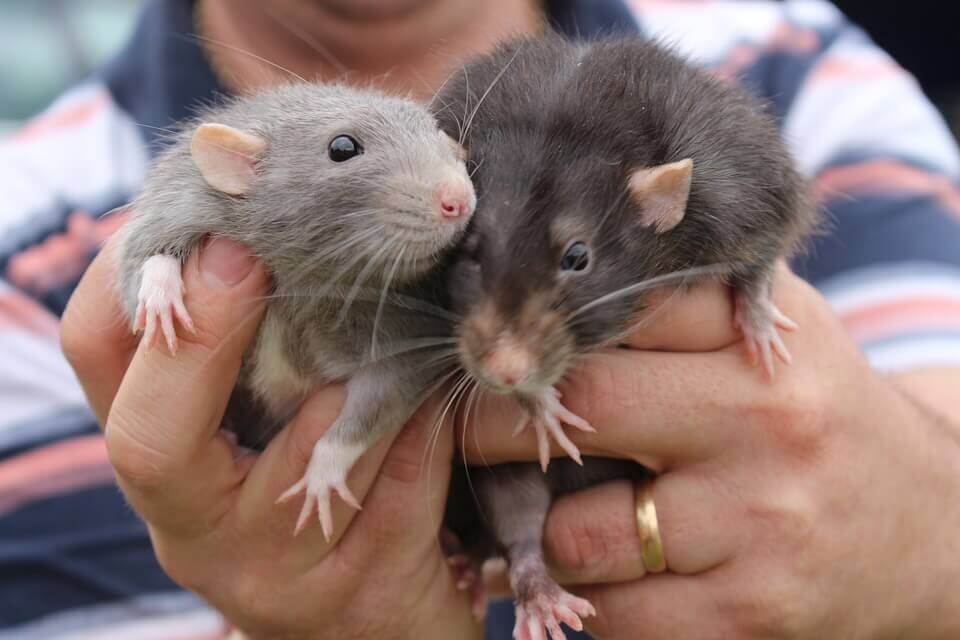 Two rats held by human hands.