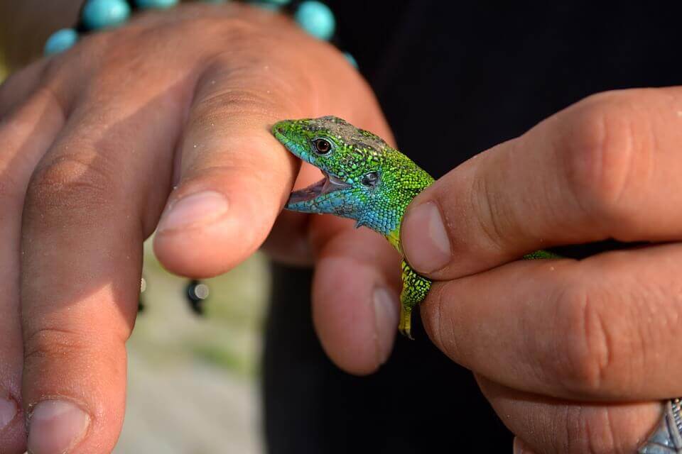 A small reptile biting a human's finger.