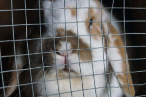 sad rabbit in a cage