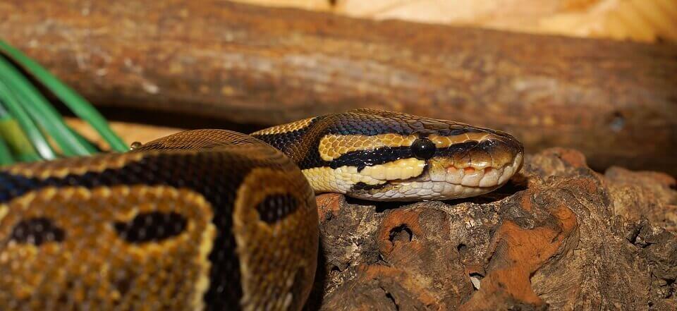 Ball python snake