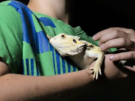 Boy with iguana