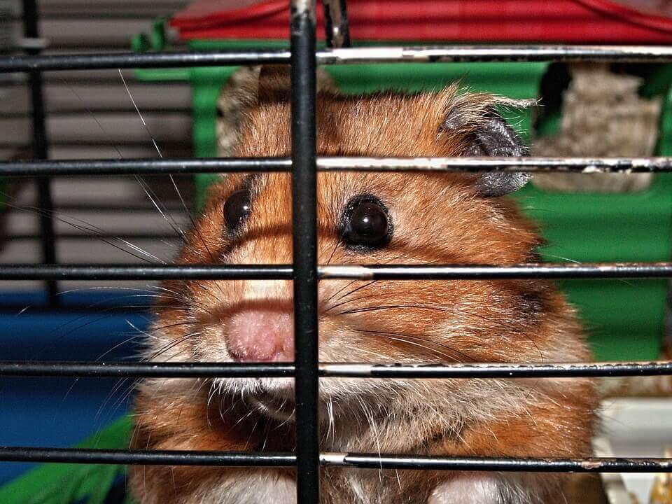 Caged hamster