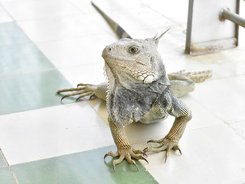 Iguana on the floor