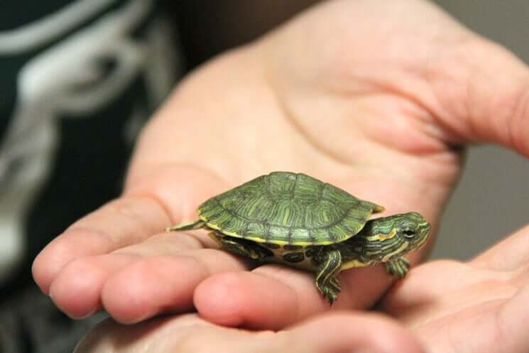 Small turtle