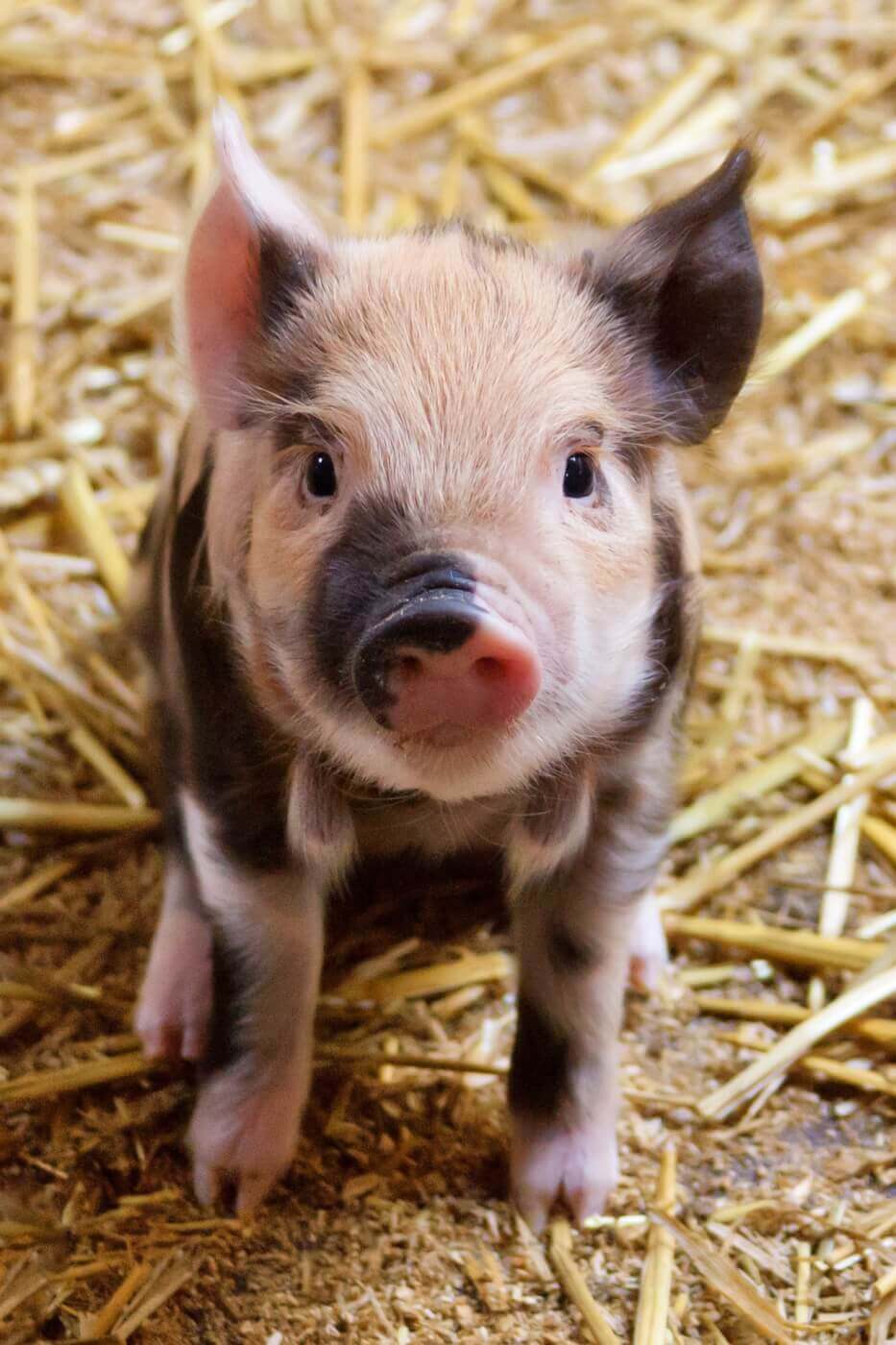 Baby Pig