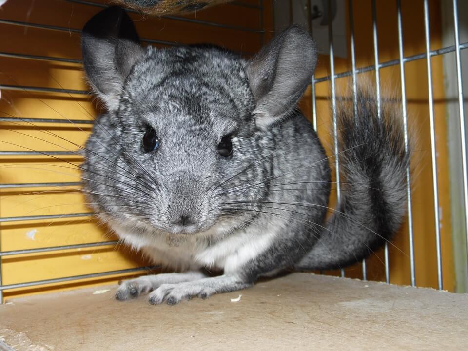 Stressed chinchilla in a cage