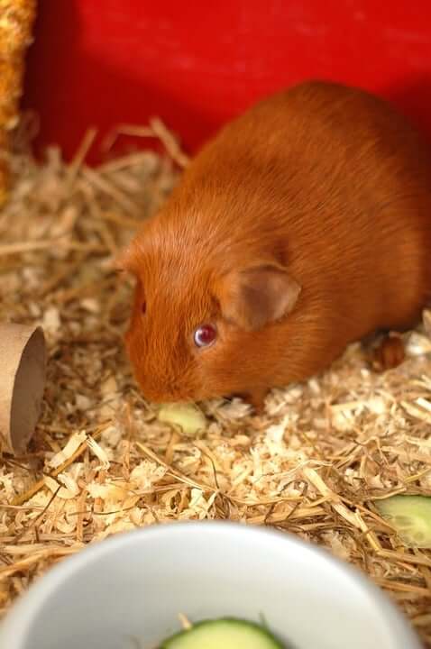 Guinea pig who is scared and alone