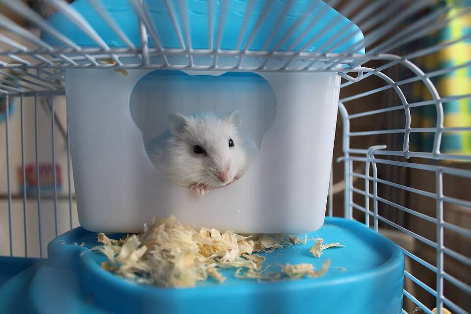 Hamster in a plastic enclosure