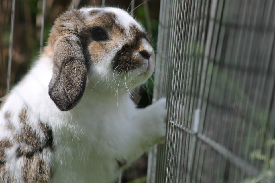 Rabbit in a cage with her ears down