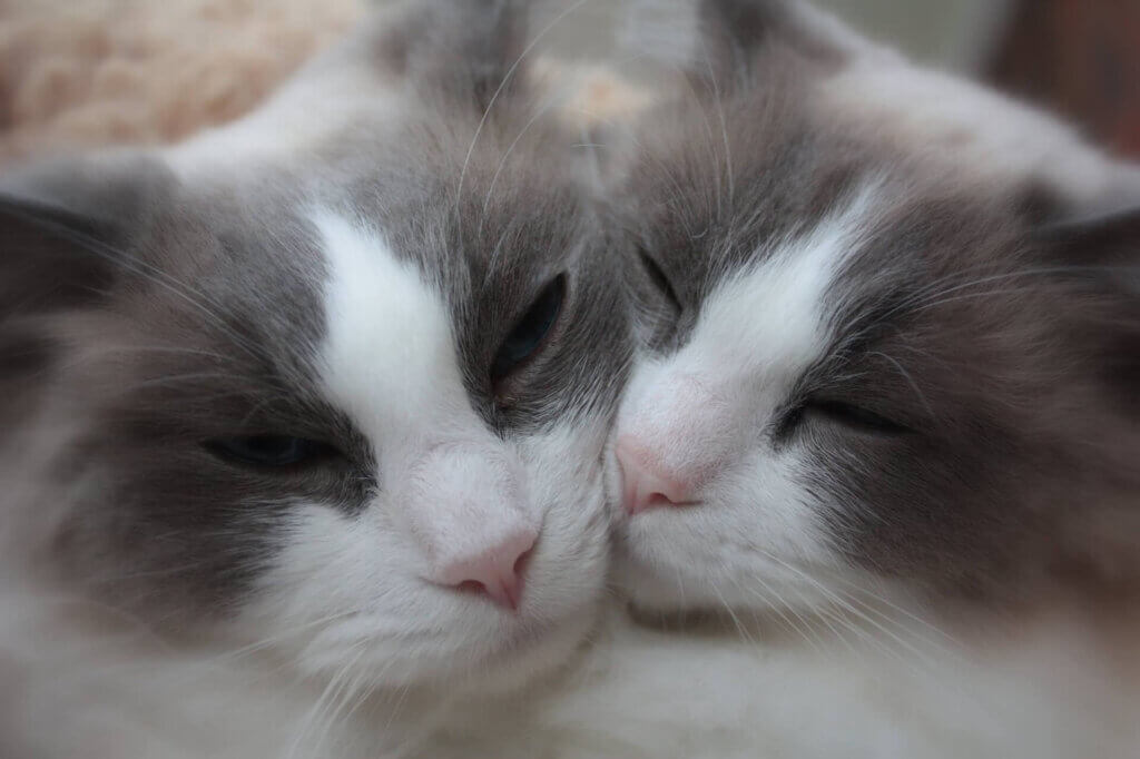 Two cats loving on each other