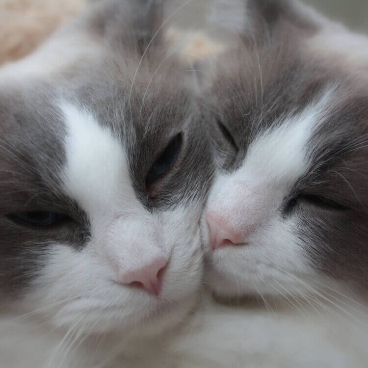 Two cats loving on each other