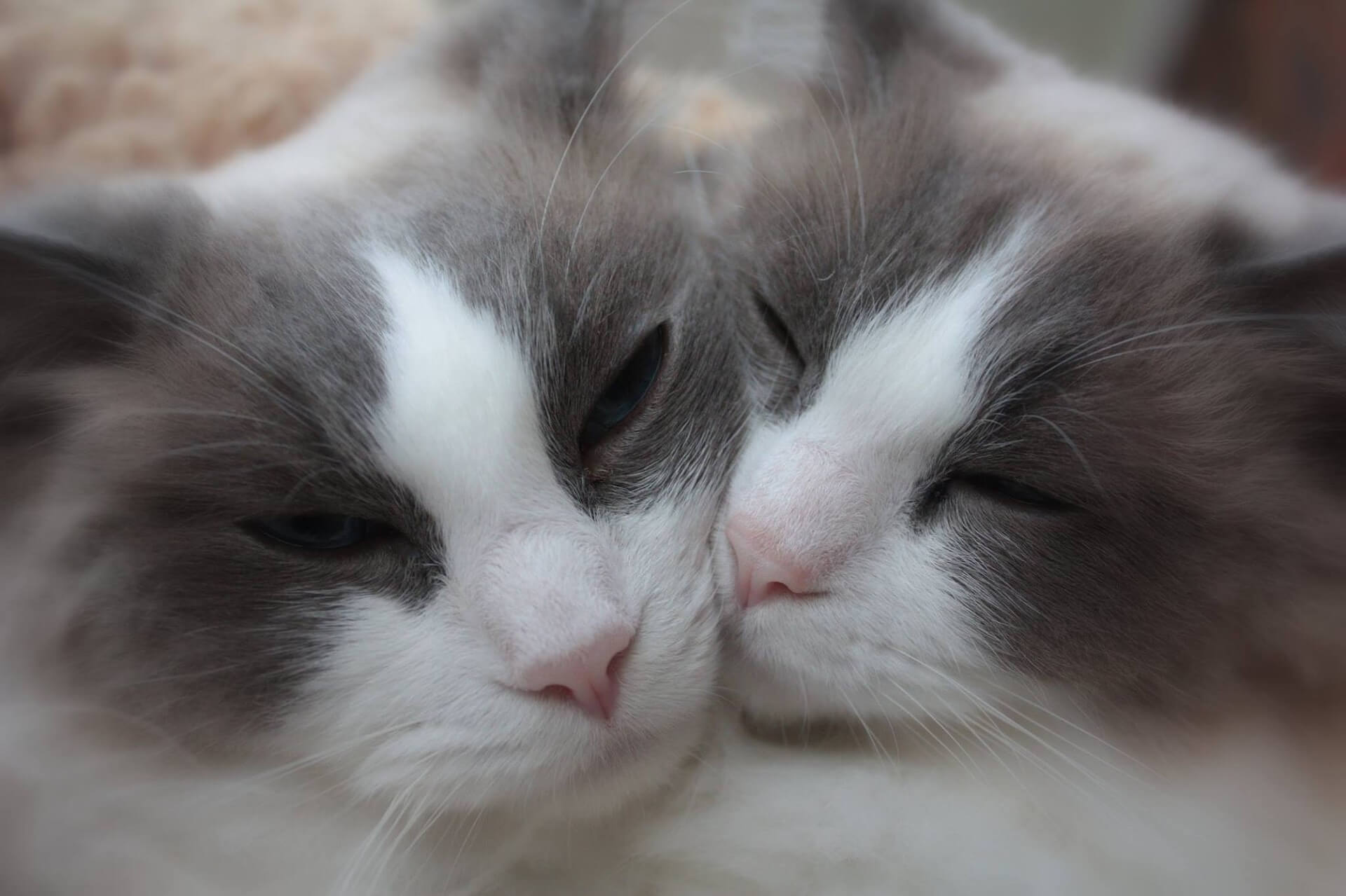 Two cats loving on each other