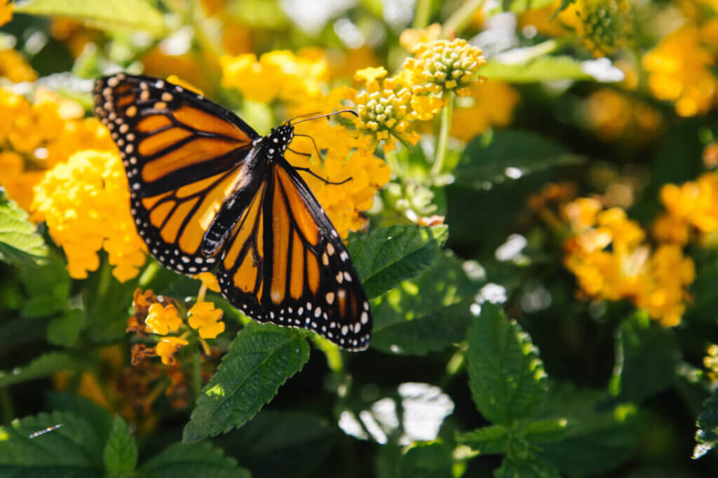 Butterfly resting freely on a flower outside