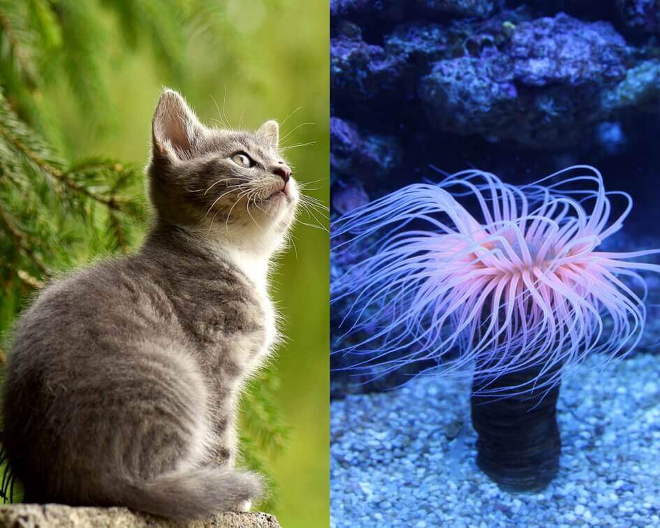 Cat and Sea Anemone